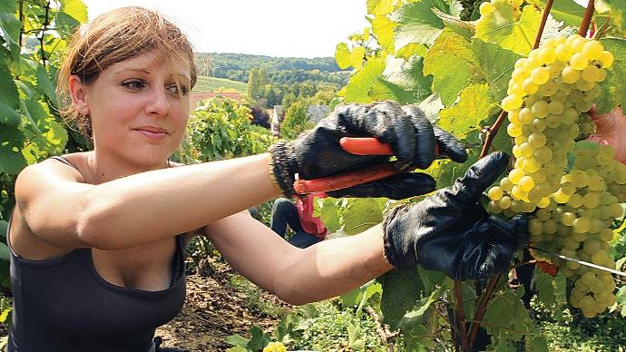 Сезонная работа за границей