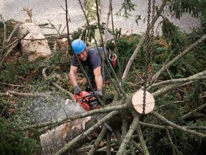 робота в лісовому господарстві в Литві