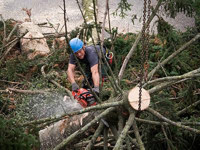 Вакансия работника лесного хозяйства в Литве