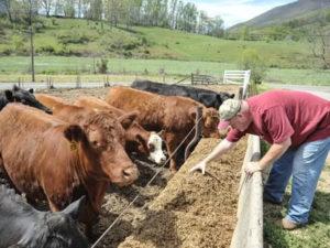 Робота на фермі в Єстонії