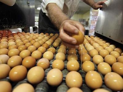 Вакансия сортировщика на птицефабрике в Литве