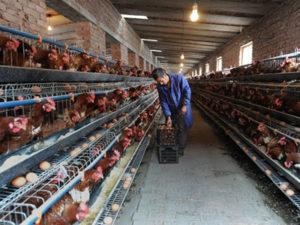 Робота на фермі в Латвії