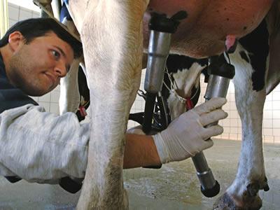 Работа для дояра коров в Польше
