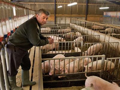 Вакансия для работника на ферме в Латвии