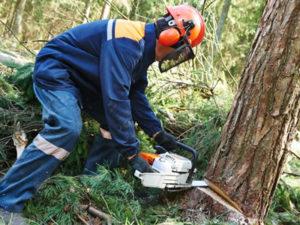 Робота для лісоруба в Латвії