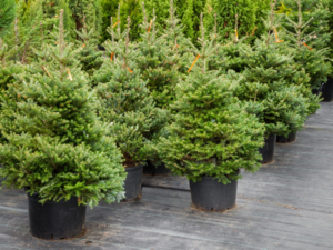 Работа для разнорабочего в Литве