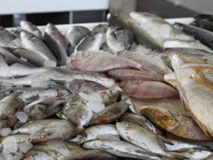 Работа на рыбзаводе для разнорабочего в Швеции