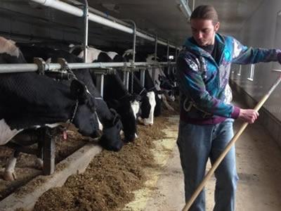 Вакансия для работника на молочной ферме в Латвии