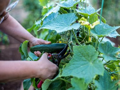 Работа на полях (посадка и сбор урожая) в Чехии 