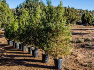 Робота з викопування і пересадки ялинок