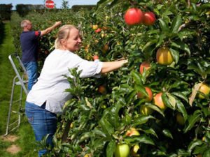 Робота по збірці яблук, груш