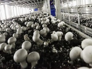 Вакансія для різноробочого на зборку грибів шампіньйонів 