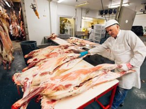 Работа для забойщика скота на комбинате