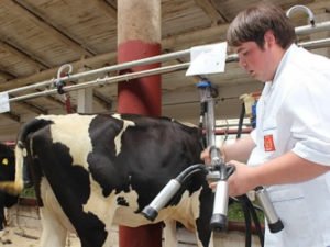 Робота на молочній фермі догляд і доїння корів