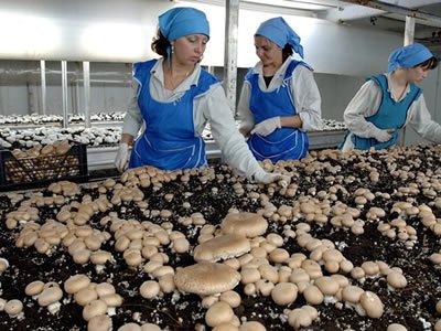 Вакансия для работника на сбор грибов шампиньонов в Чехии