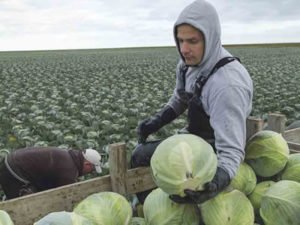 Потрібні працівники на збір капусти