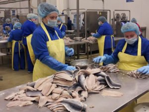 Работа на рыбзаводе "LISNER″