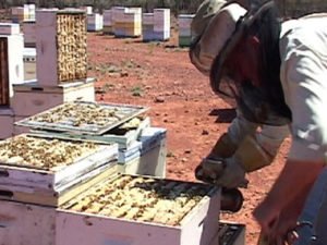 Робота на бджільництві по переробці і розливу меду