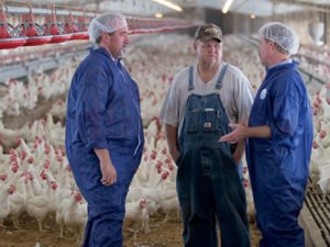 Работа на птицеферме