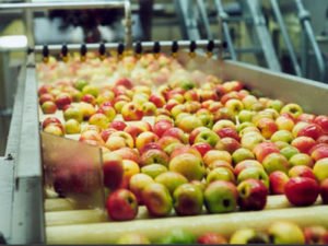 Робота на виробництві фруктових і овочевих соків