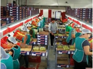 Работа для сезонного рабочего на производстве овощей