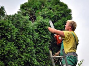 Робота для садівника