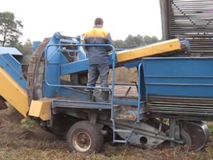 Работа в сельском хозяйстве, уборка овощей
