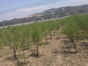 Работа для садовника по высадке деревьев