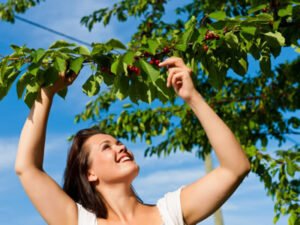 Робота для студентів зі збору вишні, черешні 