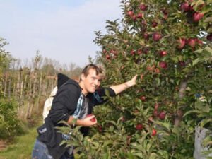 Работа для студентов по сбору яблок, груш