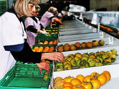 Стажировка для студентов на овощном заводе в Германии