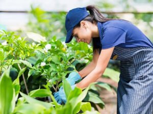 Робота для студентів по догляду за квітами 