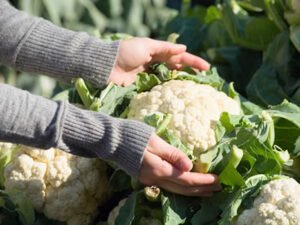 Практика для студентів зі збору врожаю капусти