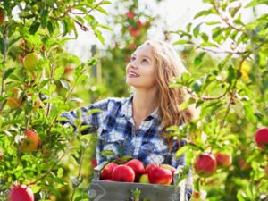 Робота для студентів зі збору врожаю