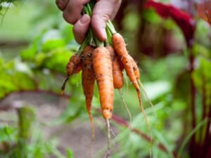 Робота в сільському господарстві