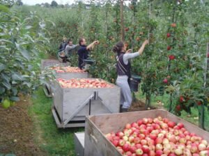 Работа по сбору яблок с дерева и с земли