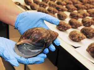 Работа для женщин на ферме по изготовлению мяса улиток