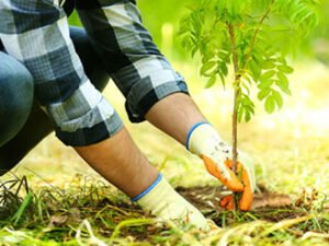 Робота по посадці ліс