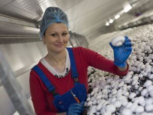 Робота для студентів на збір грибів (шампіньйони)