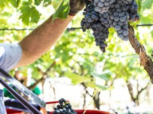 Работа на винограднике по сбору урожая винограда