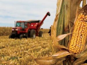 Работа по уборке кукурузы на полях