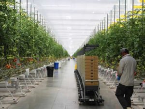 Работа для студентов на упаковку овощей с теплицы