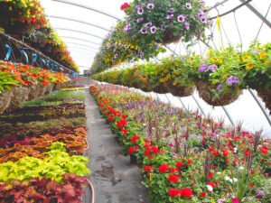 Робота для студентів з вирощування декоративних рослин