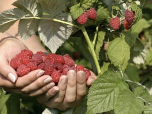 Робота для студентів на плантаціях по збору врожаю