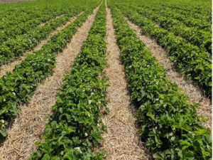 Работа для студентов на ферме