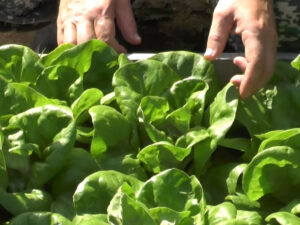 Работа в сельском хозяйстве, сбор, упаковка рукколы и спаржи