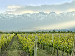 Работа для мужчин на виноградники на поля