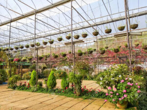 Работа по выращиванию декоративных растений и овощей