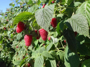 Робота для студентів на фермі з вирощування овочів та фруктів